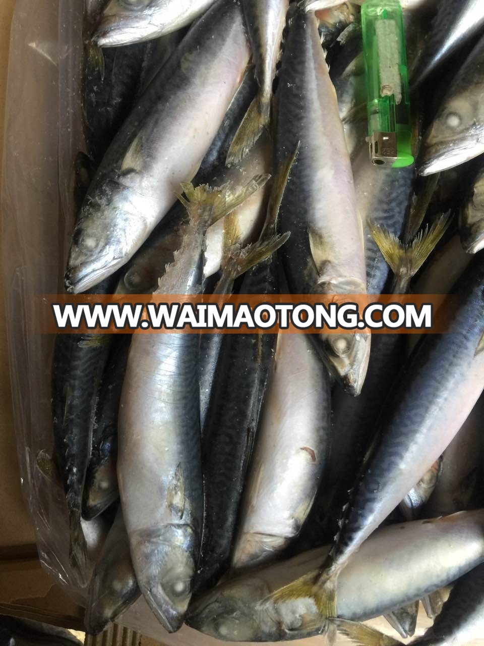 pacfici mackerel size 8-10 (7).jpg