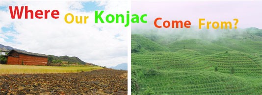 where our konjac come from.jpg