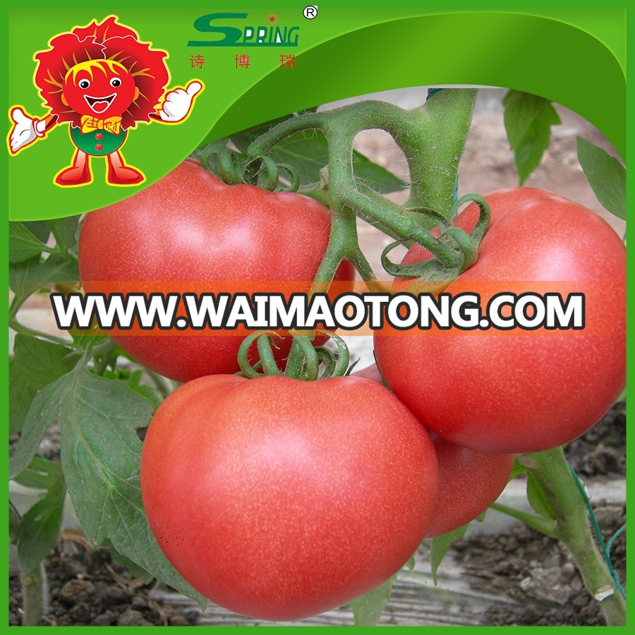 Pollution-free-tomatoes-from-highland-farms (2).jpg