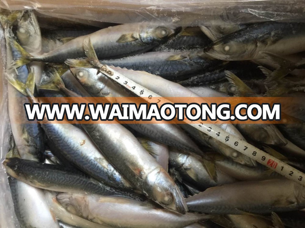 pacfici mackerel size 8-10 (1).jpg