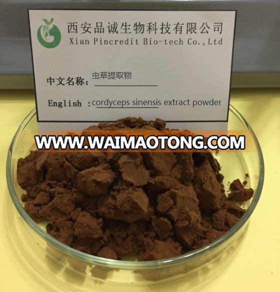 cordyceps sinensis extract.jpg