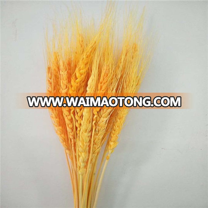 DRY WHEAT_03.jpg