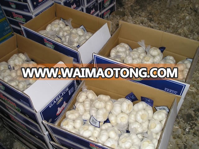 Pure White Garlic-fenduni-1 (34)