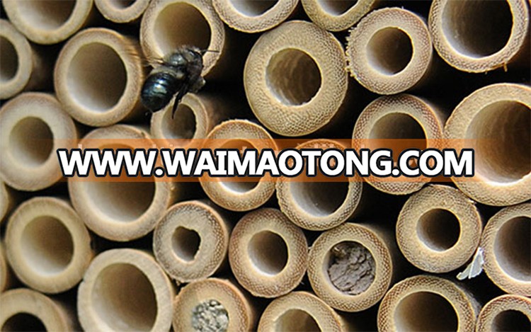 8198-mason-bee-entering.jpg