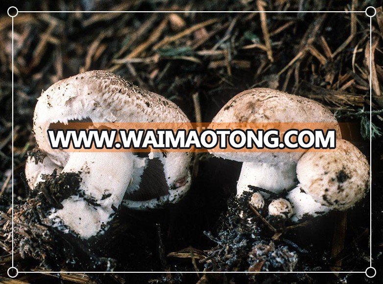 Agaricus_bisporus(fs-01)_.jpg