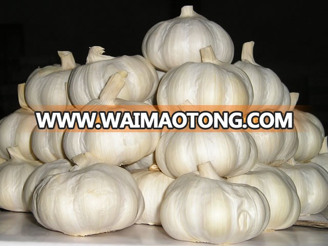 Normal White Garlic-fenduni1 (1).jpg