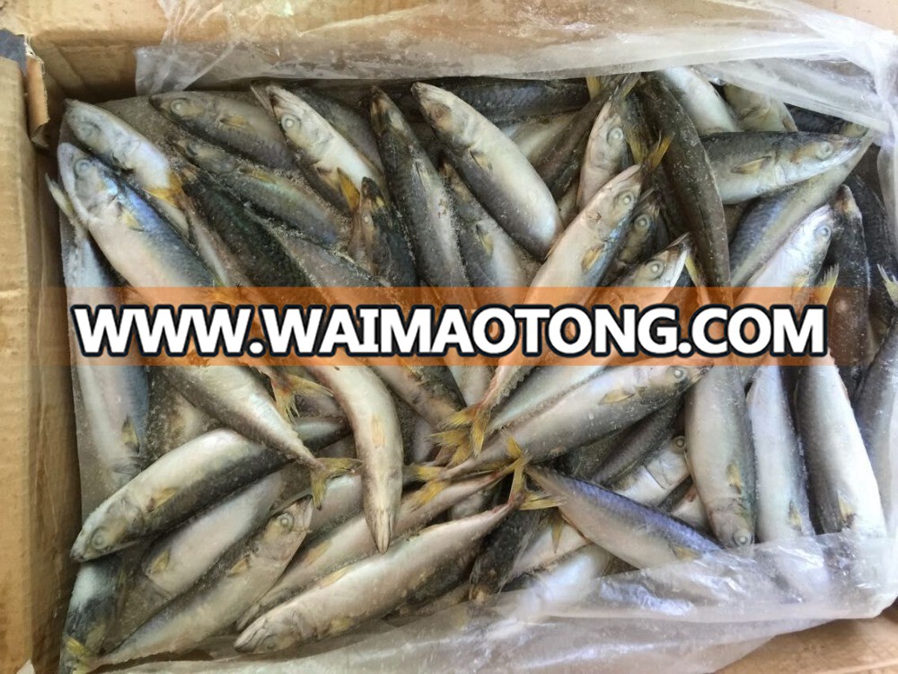 pacific mackerel 10-12 (1)