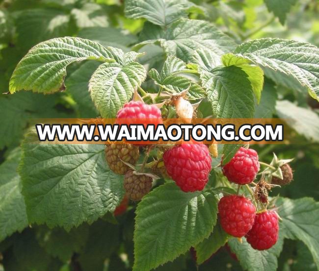 raspberry plant.jpg