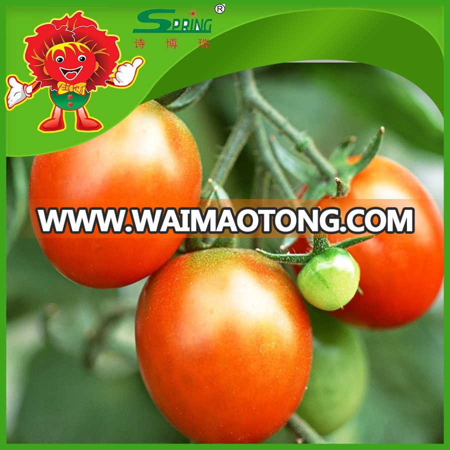 Bulk-Farm-Red-Tomatoes-Fresh-Tomatoes-for.jpg