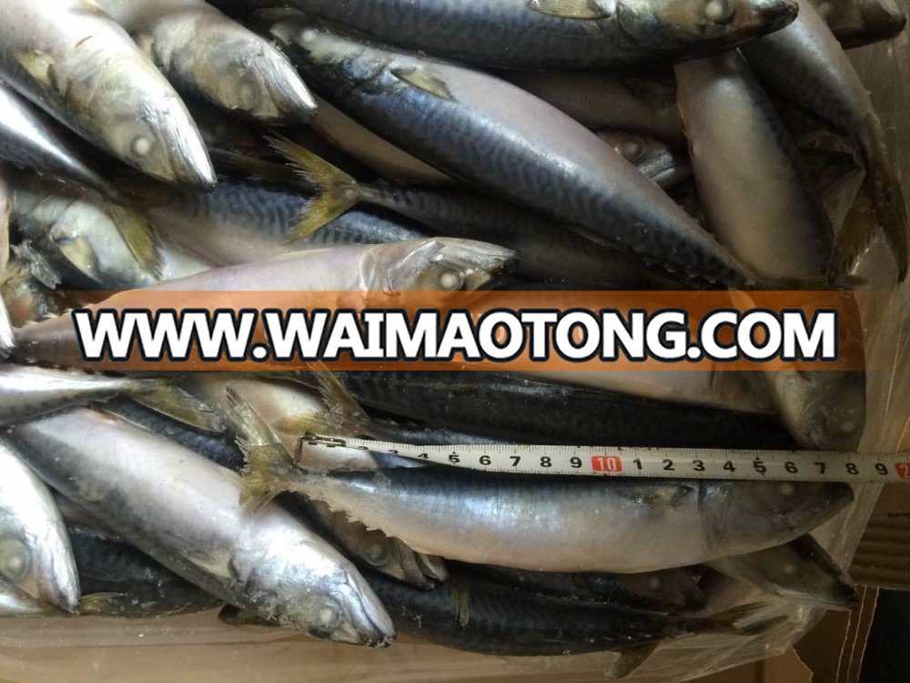 pacfici mackerel size 8-10 (6).jpg