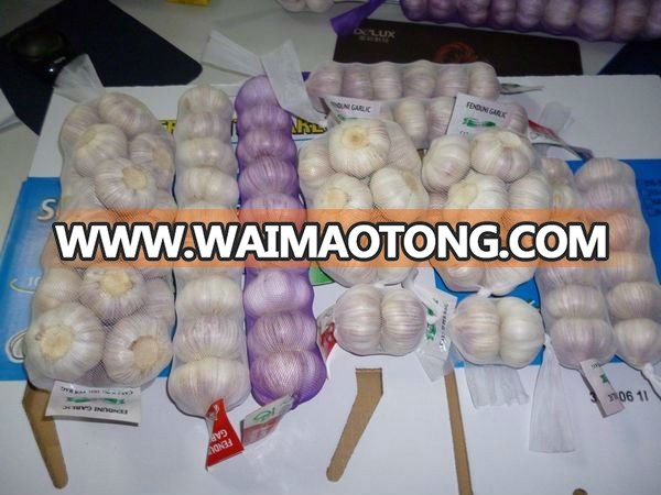 normal white garlic in small packing.jpg