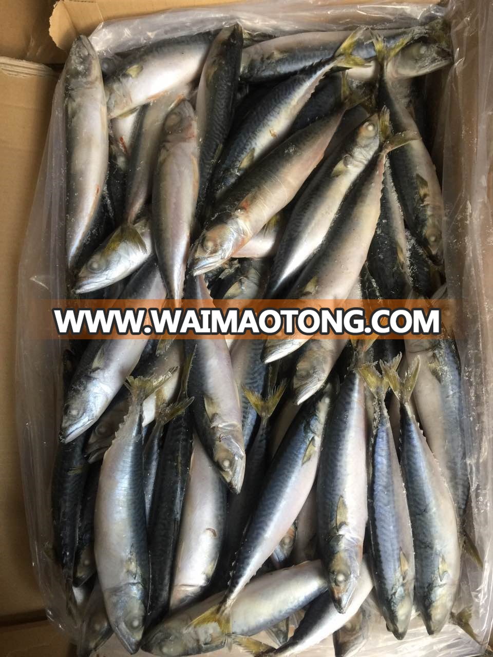 pacfici mackerel size 8-10 (8).jpg