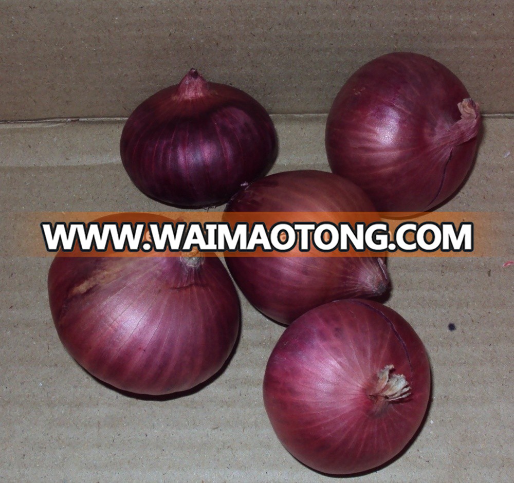 Onions.jpg