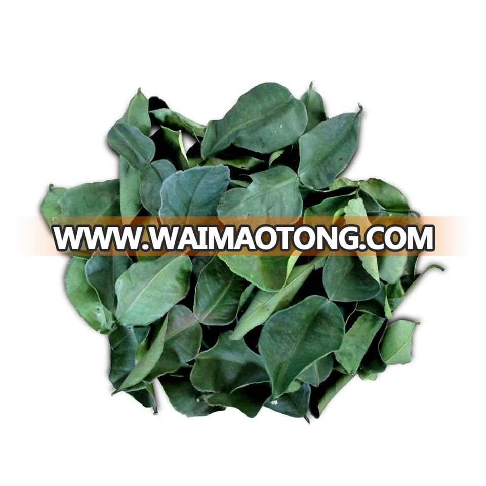 Kaffir Lime Leaves.JPG