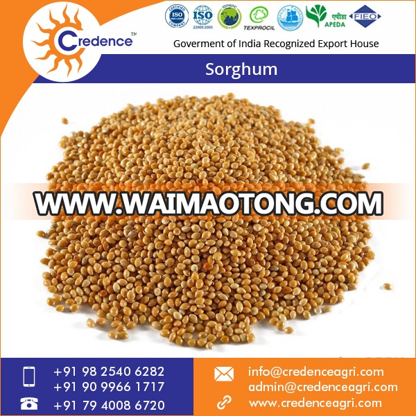 Sorghum.jpg