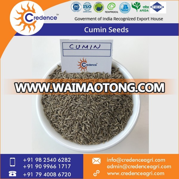 Cumin Seeds 6.jpg