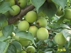 Umeshu, Plum Wine, Japanese liqueur