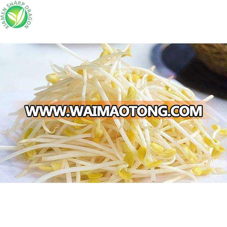 Cheap bulk iqf frozen mung bean sprout