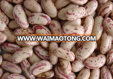 long shape light speckled kidney bean 2016