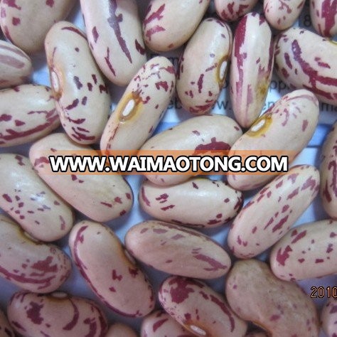 long shape light speckled kidney bean 2016