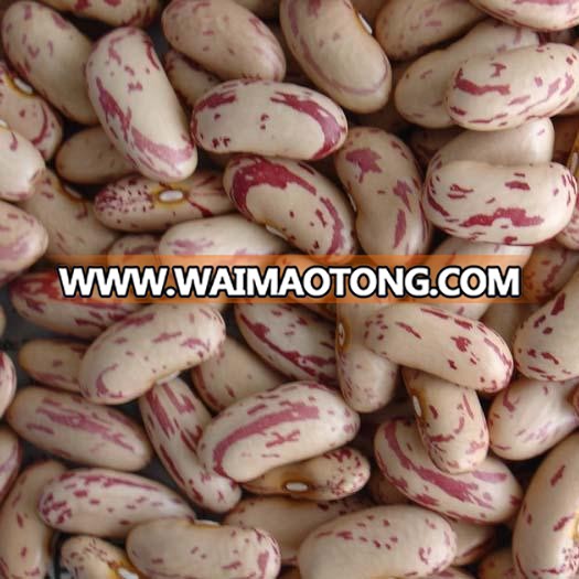 long shape light speckled kidney bean 2016