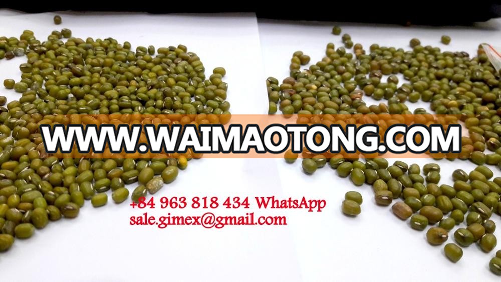 GREEN MUNG BEANS +84963818434 whatsapp