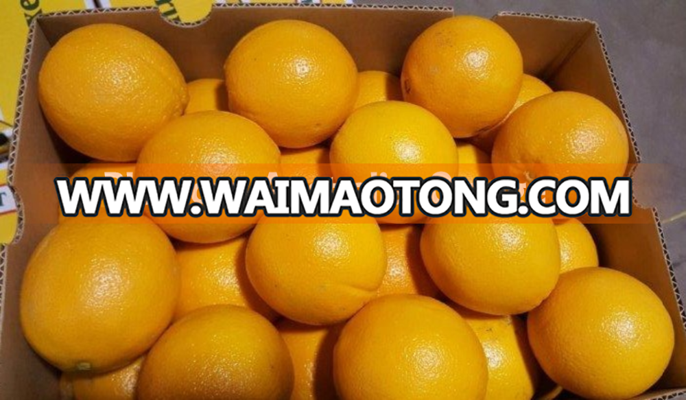 Australia Fresh Citrus Fruit Navel Orange