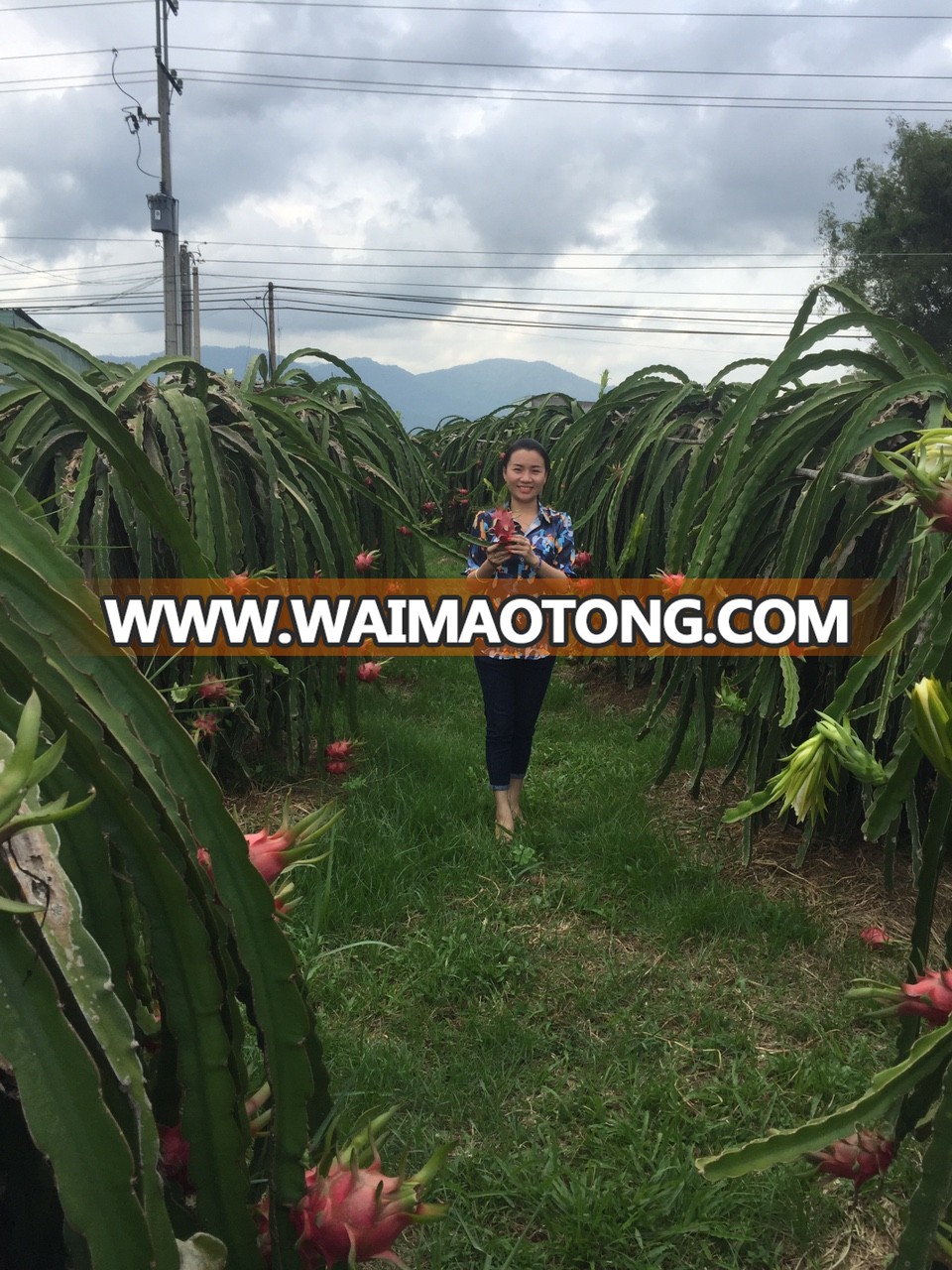 SUPPLY FRESH DRAGON FRUIT WITH PREMIUM QUALITY