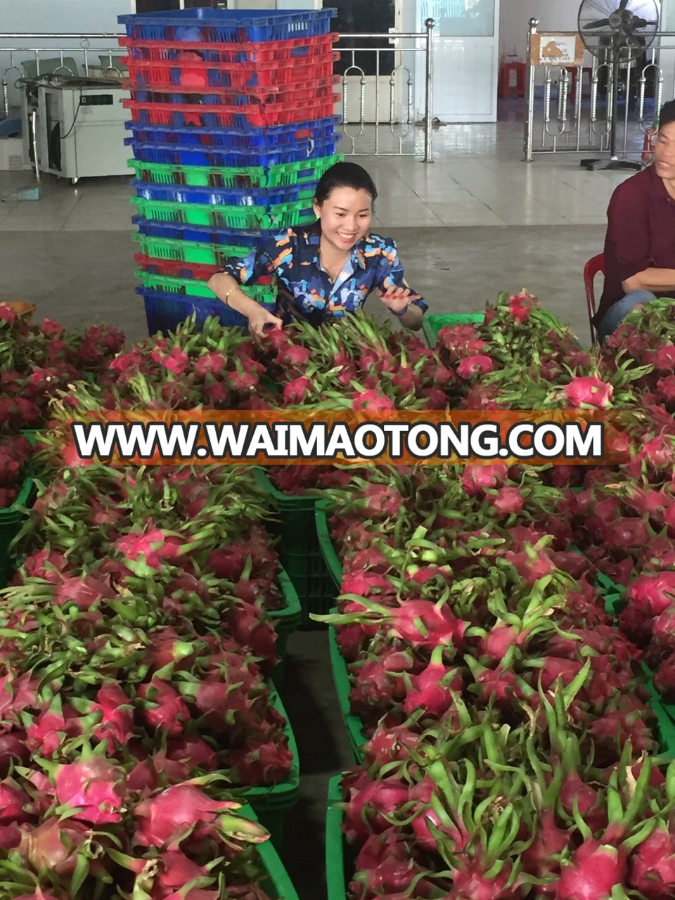 SUPPLY FRESH DRAGON FRUIT WITH PREMIUM QUALITY