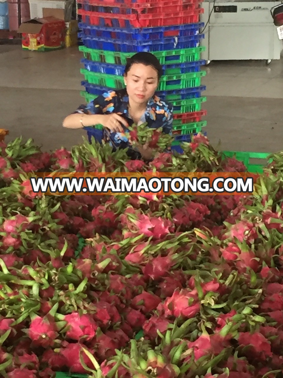 SUPPLY FRESH DRAGON FRUIT WITH PREMIUM QUALITY