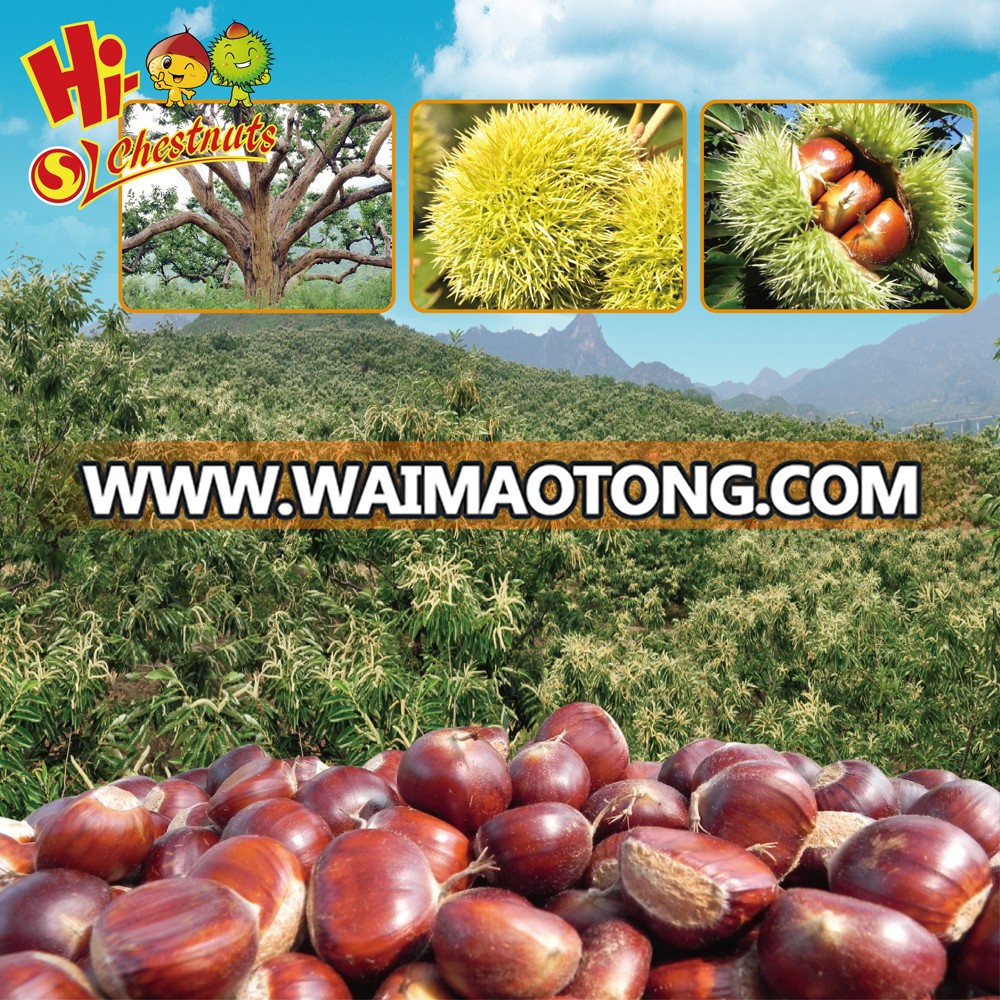 Dried Chestnut Flour &Pure Chestnuts natural powder