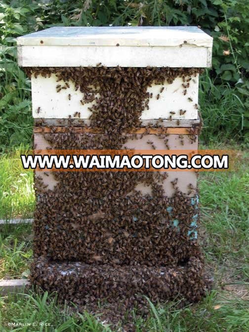 Best Quality Natural Honey For Sale