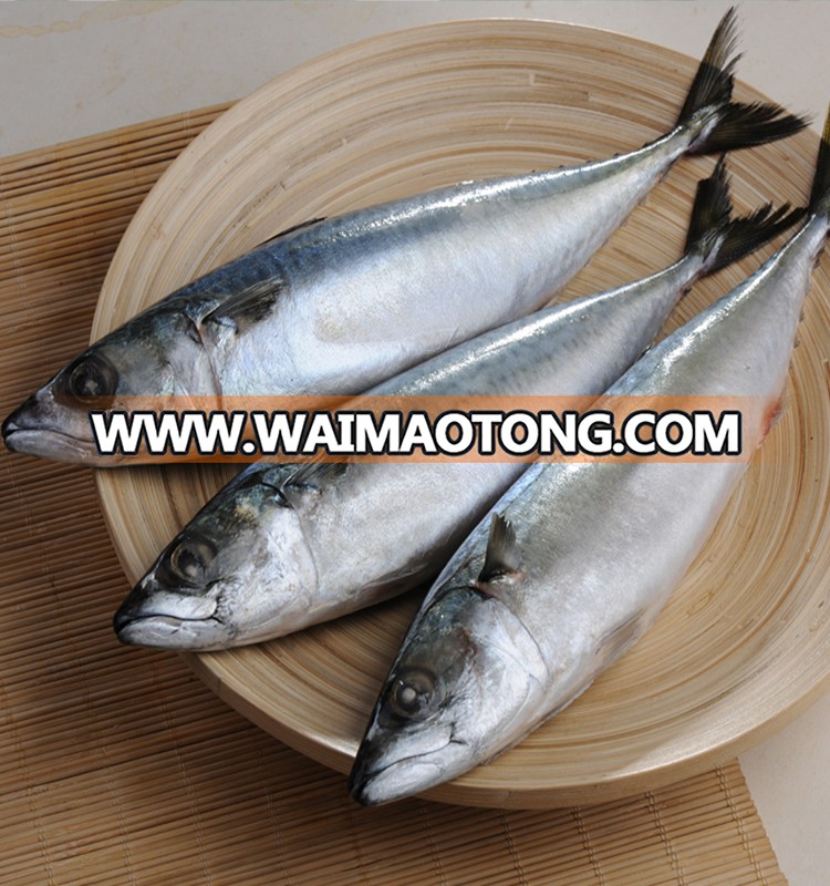 Frozen Chub Mackerel and Pacific Mackerel Scomber Japonicus