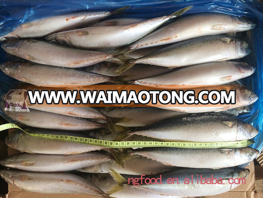 Frozen Chub Mackerel and Pacific Mackerel Scomber Japonicus