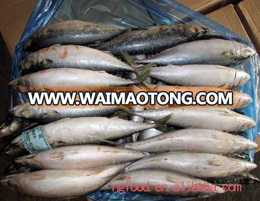 Frozen Chub Mackerel and Pacific Mackerel Scomber Japonicus