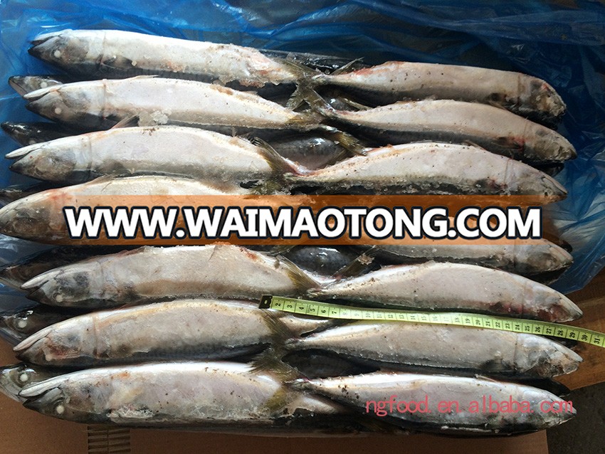 Frozen Chub Mackerel and Pacific Mackerel Scomber Japonicus