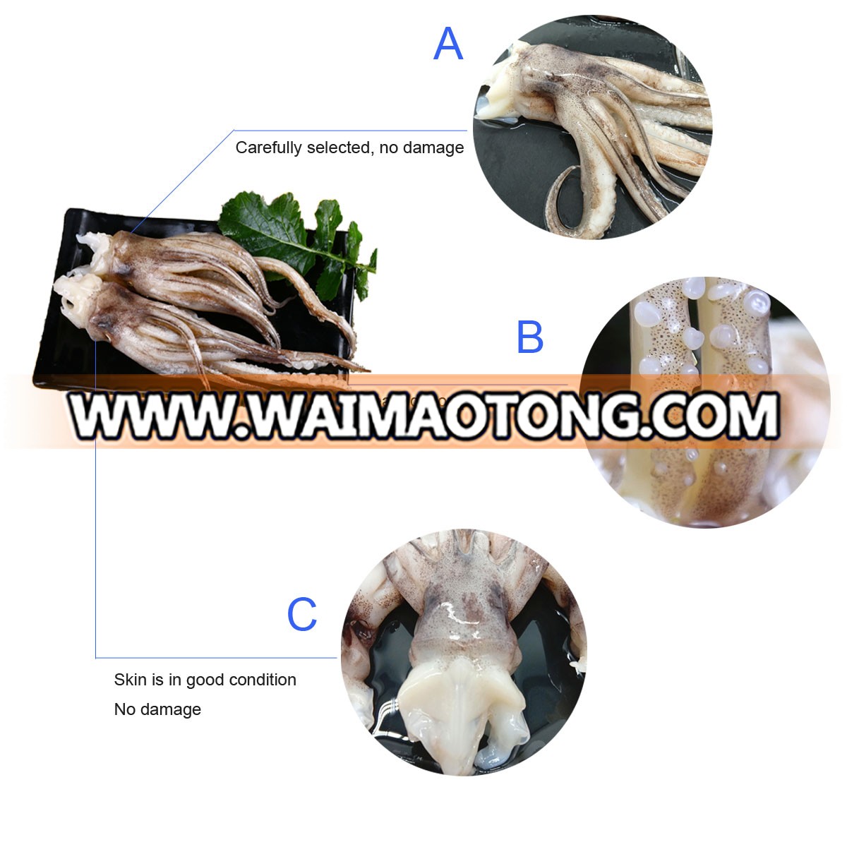 Frozen Illex Squid Tentacle and Squid Head for Sale