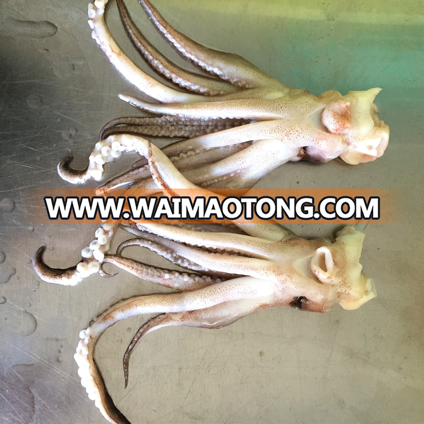 Frozen Illex Squid Tentacle and Squid Head for Sale