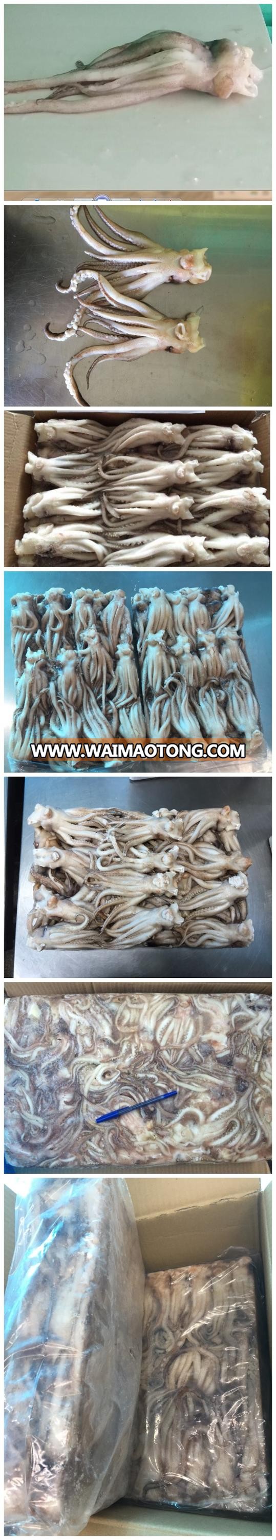 Frozen Illex Squid Tentacle and Squid Head for Sale