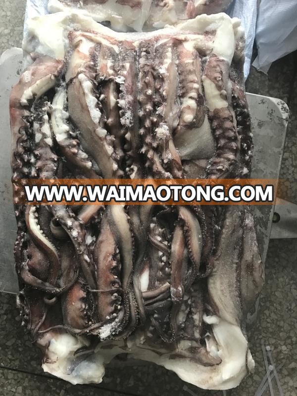 frozen peru giant squid tentacle