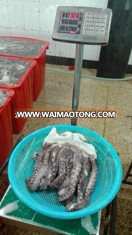 frozen peru giant squid tentacle