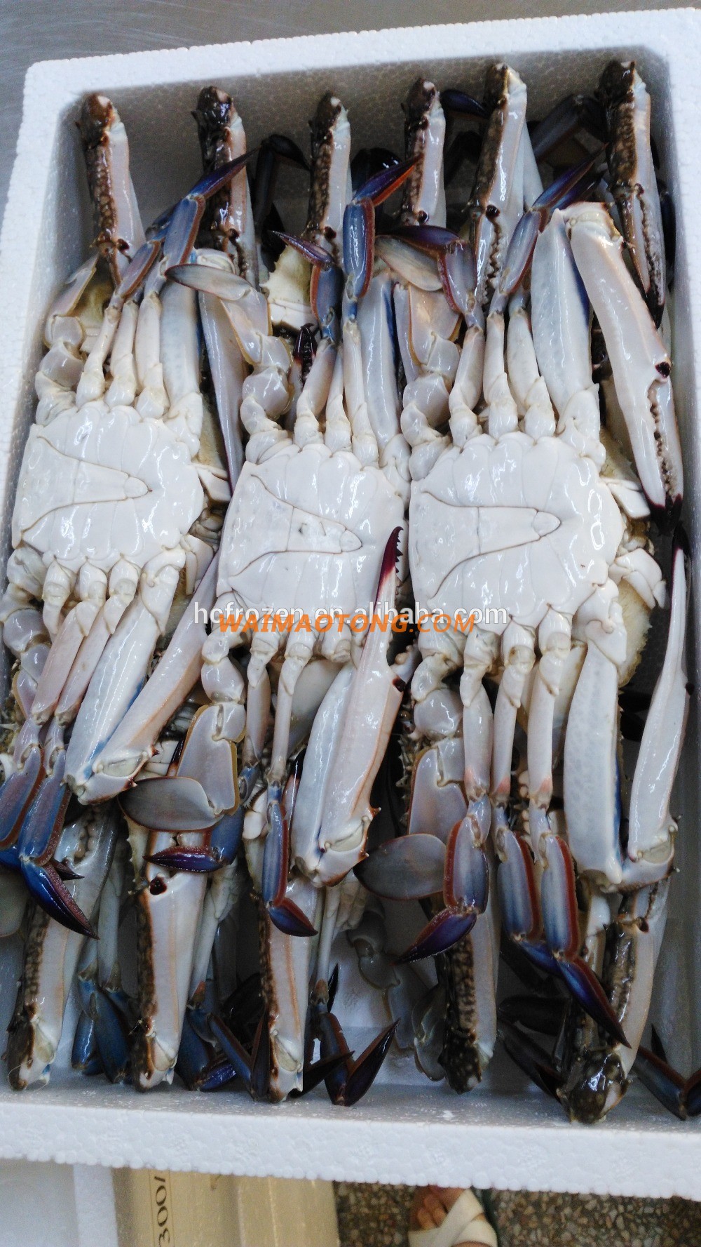 FROZEN BLUE SWIMMING CRAB