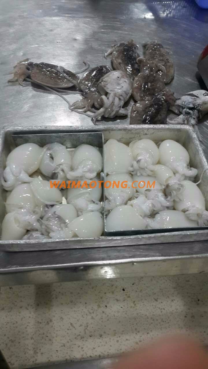 CUTTLEFISH WHOLE ROUND HOT PRICE