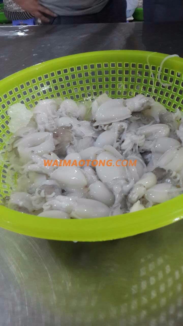 CUTTLEFISH WHOLE ROUND HOT PRICE