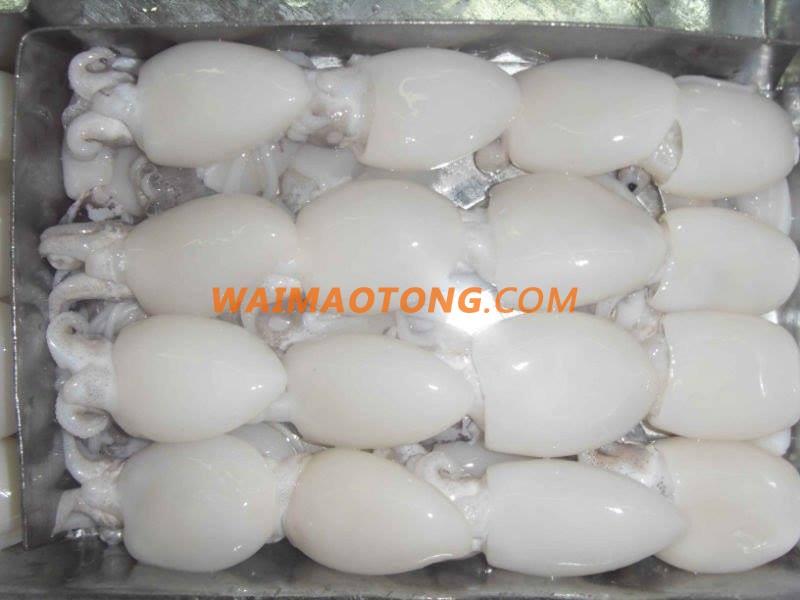 CUTTLEFISH WHOLE ROUND HOT PRICE