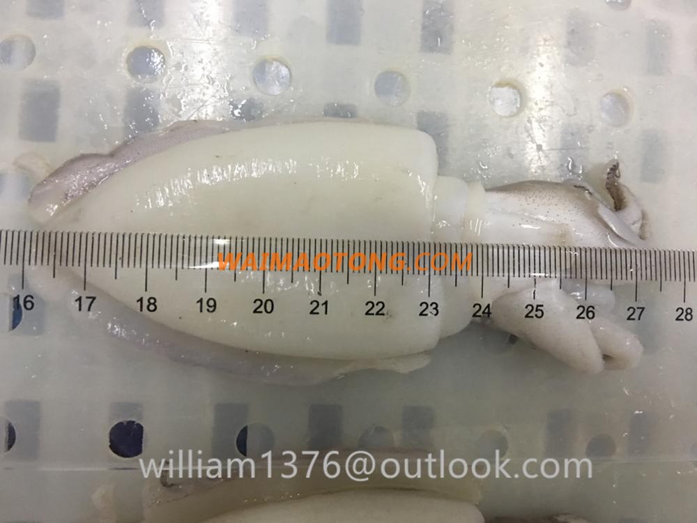 High Quality Whole Round Cleaned Cuttlefish