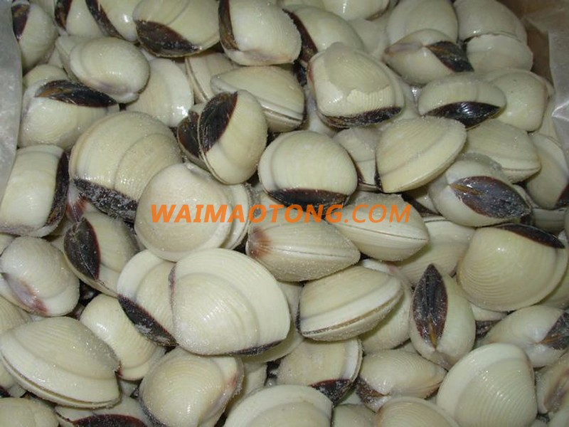 WALA SEAFOOD HOT SELL PRODUCT FROZEN COOKED BULK WHOLE WHITE CLAM