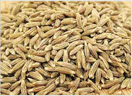 cumin seeds supplier