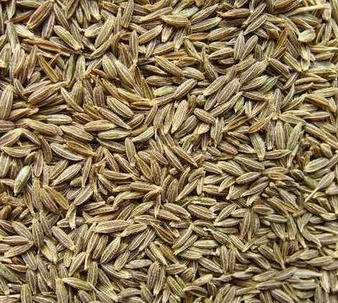 cumin seeds supplier