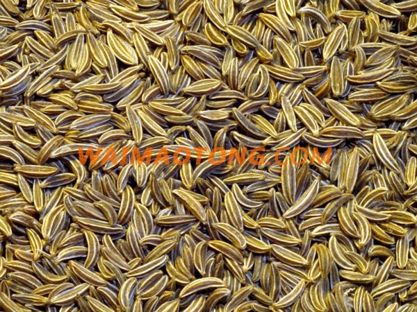 cumin seeds supplier